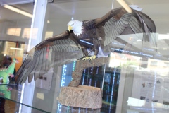 10-lat-Muzeum-Modeli-Papierowych-w-Police-nad-Metuji-26